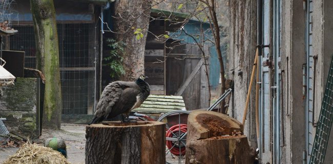 tierparkNeukoelln_19