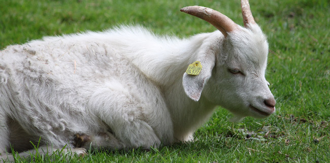 tierparkNeukoelln_patenschaft