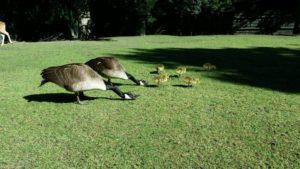 13480349_919397188170994_1540446116_n